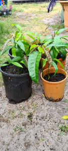 Mango Plants for sale