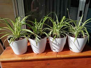 Spider plants in self watering pots 