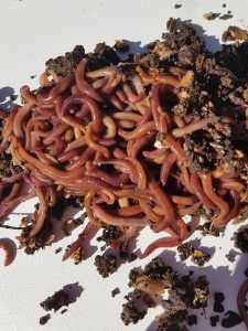 Extra healthy compost worms available any time. This price of $20.00 i