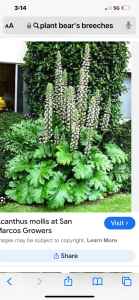 Acanthus Spinosus or Bear Breechs WANTED