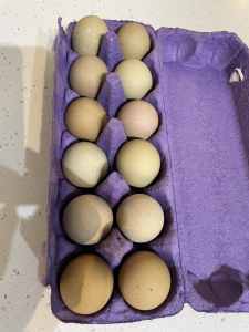 Fertile olive coloured chicken eggs 🐣