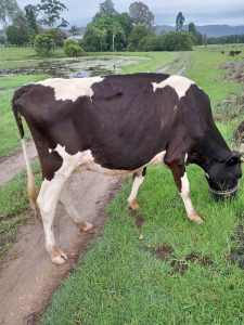 PRICE DROP, Housecows/foster mothers