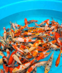 Koi fish thousands available & goldfish 