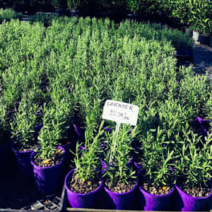 FRENCH LAVENDER PLANTS ON SALE NOW IN THE NURSERY