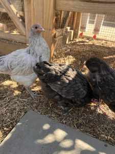 2 pullets pure bred Austealorp chicks