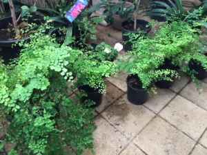 Maidenhair Ferns and lots more