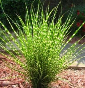 Zebra Grass - low-maintenance plant -1 plant
