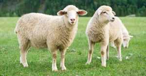 Sheep manure