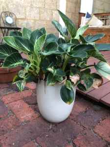 Flourishing Philodendron in Small Pot