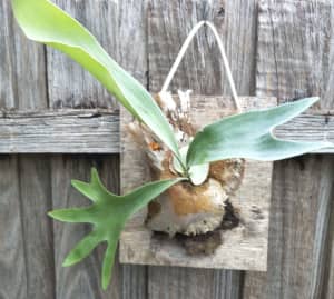 Elkhorn Ferns Mounted on Wooden Base Boards from $25