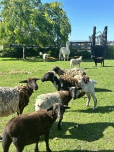 8x sheep forsale 