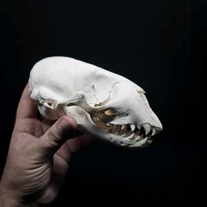 Real juvenile Grey Seal Skull