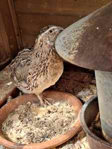 pending Free male Japanese quails
