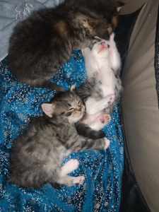 Female kittens