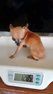 Tiny Purebred shorthaired Chihuahua (Adult male) Pet or Breeder