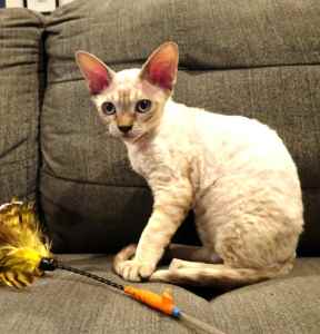 Pedigree Devon Rex Kitten Offered for Sale by Registered Breeder