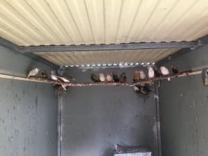 12 Zebra finches for sales