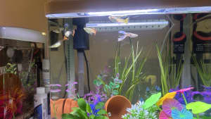 Guppies. Adult & fry: $3 each