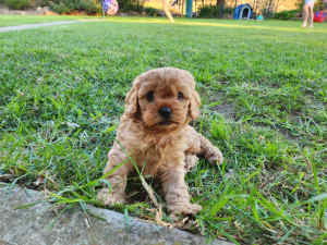 First generation male cavoodle