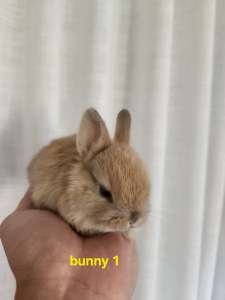 Pure Netherland Bunnys for Sale (1 Bunny left)