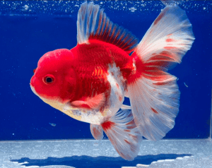 【HIGH Quality】✈Budget Imported★Baby Thai Oranda Orchid tail ★