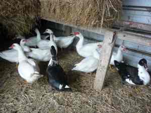 Beautiful Muscovy girl ducks, 5-7 months old, $30 each or 4 for $100