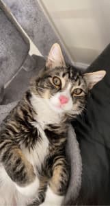11 month Male Kitten needing a new home