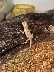 Baby Bearded Dragon SUPER SPECIAL $99 Each