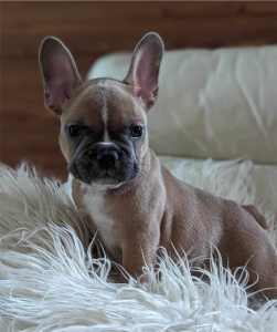 🐣 Ready this weekend 🐣 Purebred Blue Fawn Male French Bulldog puppy