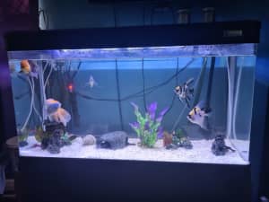 we a selling my complete aquarium set up with extra pumps and stand 