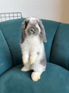Mini Lop Kits - Available to Pet or Breeder Homes