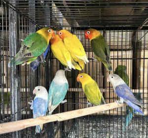 African Mask Love Bird Parrots for Sale