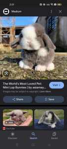 WANTED MINI LOP BUNNY