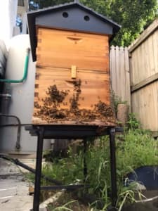 beehive - Established Auto hive