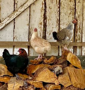 Chickens, Hens and pullets for sale