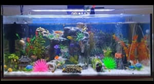 aquarium fish tank 