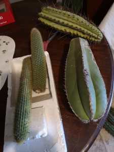 Cheap Cactus 