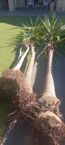 Yucaas Spiky Plants Spikey Tall