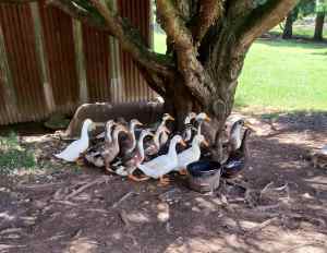 Appleyard X Pekin Ducks - 10 For Sale - $17 Each or 10 For $150