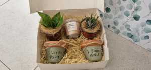 Double pot and Succulent Gift Pack