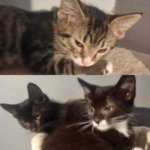 Zeus, Odin & Otus - Perth Animal Rescue Inc vet work cat/kitten