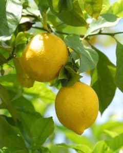 Advanced Lemon Trees Fruiting Meyer , Lisbon, Eureka & Lemonade