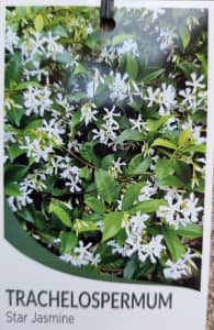 Very big and bushy Chinese star Jasmine plant in 20cm pot- Noble Park 