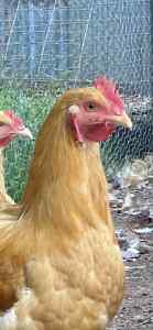 Buff Cochin Roosters 6-8 months