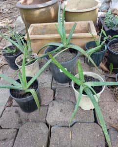 Easy care Aloe Vera Plant indoor outdoor