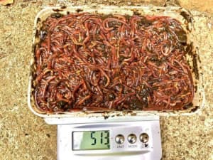home compost worms sale