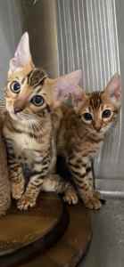 Bengal kitten ready for new family now