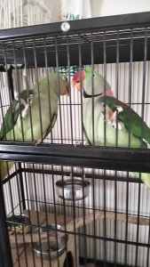 3 alexandrine parrots 
