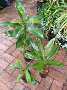 Magnolia plant 400mm tall $7