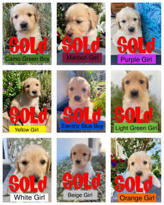 9 Week Old Golden Retriever Pups For Sale!